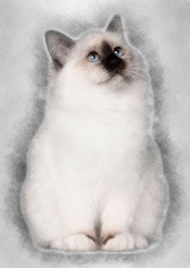 Birman kitten 4 months old