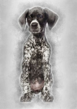 German Shorthaired Pointer