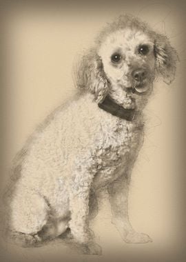 Apricot poodle 7 years old