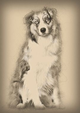 Australian Shepherd dog si