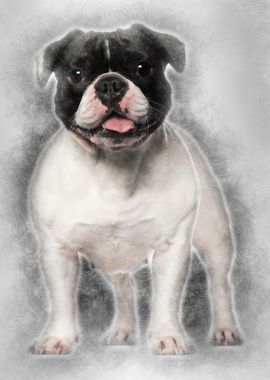 French Bulldog standing ag