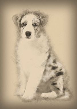 Australian Shepherd puppy