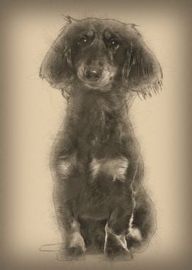 Dachshund sitting against