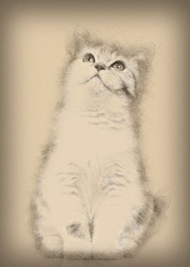 British Shorthair kitten 3