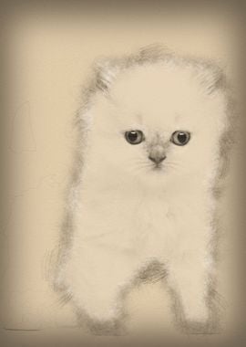 British Longhair Kitten 5 