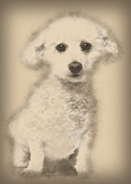 Bichon Fris 5 years old si