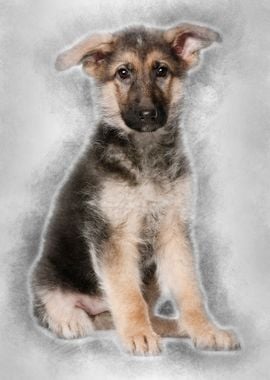 German Shepherd puppy 4 mo