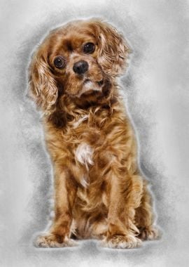 Cavalier King Charles dog