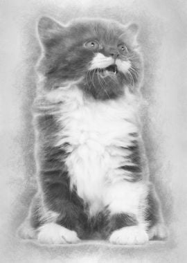 British Longhair kitten 6