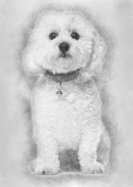 Bichon Fris 5 years old