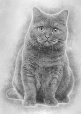 British Shorthair 20 month