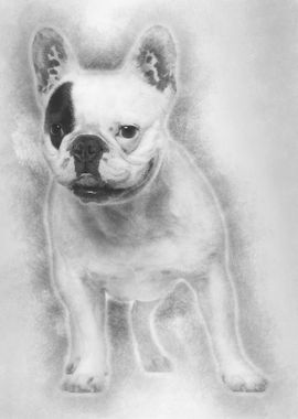 French Bulldog 6 years old