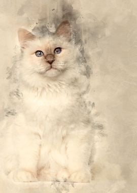 Portrait of Birman cat 6 m