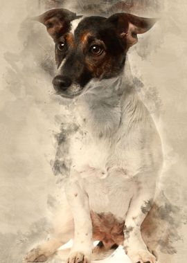 Jack Russell Terrier 1 and