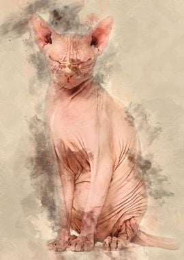 Sphynx Hairless Cat 4 year