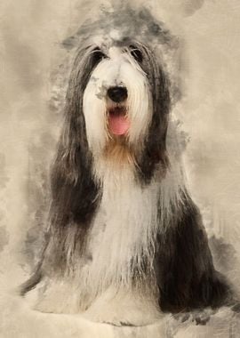 Bearded Collie 4 years old