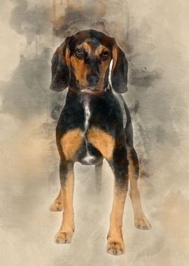 Cross breed with a Beagle 