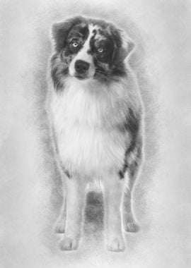 Australian Shepherd dog 14