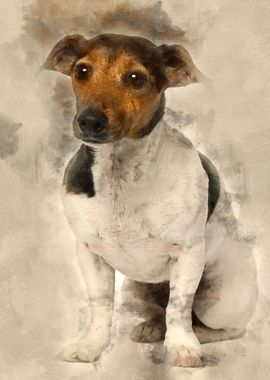 Jack Russell Terrier 4 yea