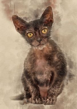 Kitten Lykoi cat 3 months 