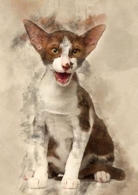 Oriental shorthair sitting