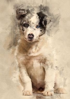 Border collie puppy 3 mont