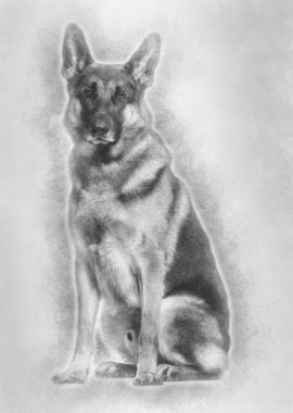 German Shepherd dog sittin