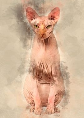 Sphynx Hairless Cat 4 year