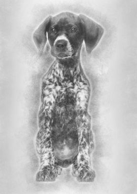 German Shorthaired Pointer