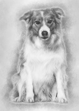 Border Collie dog sitting