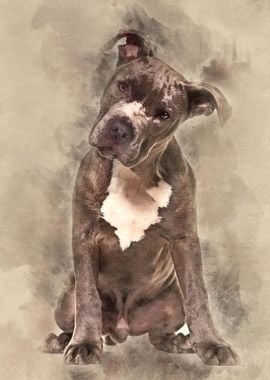 American Staffordshire Ter