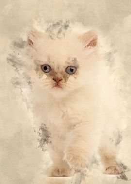 British Longhair Kitten 5 