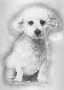 Bichon Fris 5 years old