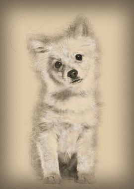 Pomeranian puppy 5 months 