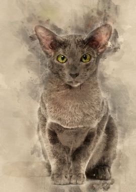 Oriental Shorthair portrai