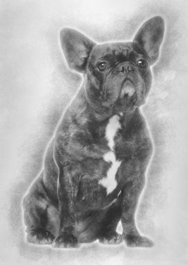 French Bulldog sitting aga