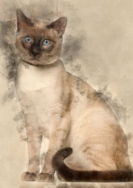 Siamese cat 8 months old s