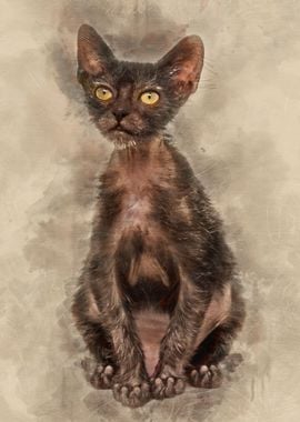 Kitten Lykoi cat 3 months