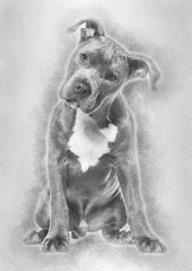 American Staffordshire Ter