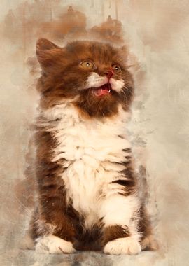 British Longhair kitten 6 