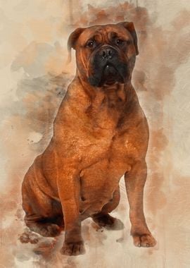 Bullmastiff dog 4 years ol