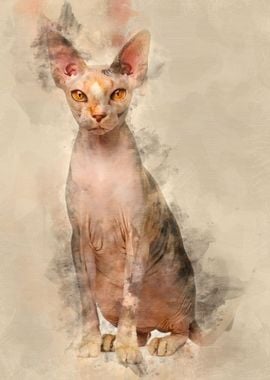 Sphynx cat 1 year old sitt