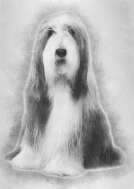 Bearded Collie 4 years old