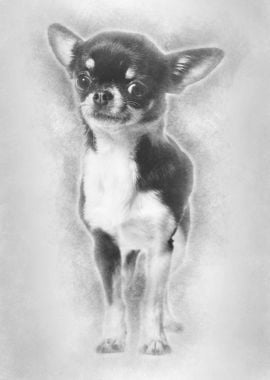 Chihuahua dog 3 years old