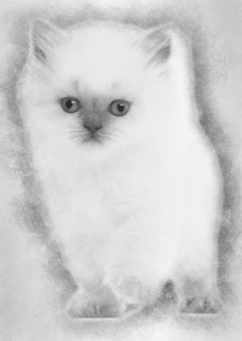 British Longhair Kitten 5