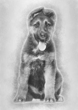 German Shepherd puppy 3 m