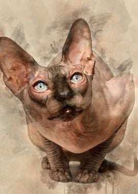 Sphynx cat 1 year old sitt