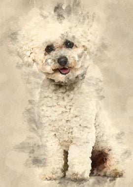 Bichon Frise dog sitting a