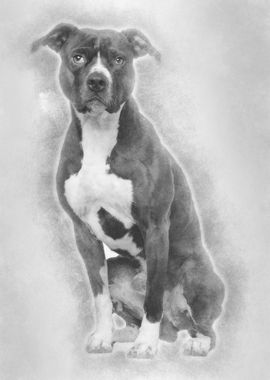 American Pit Bull Terrier 