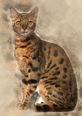 Bengal Cat 6 months old si